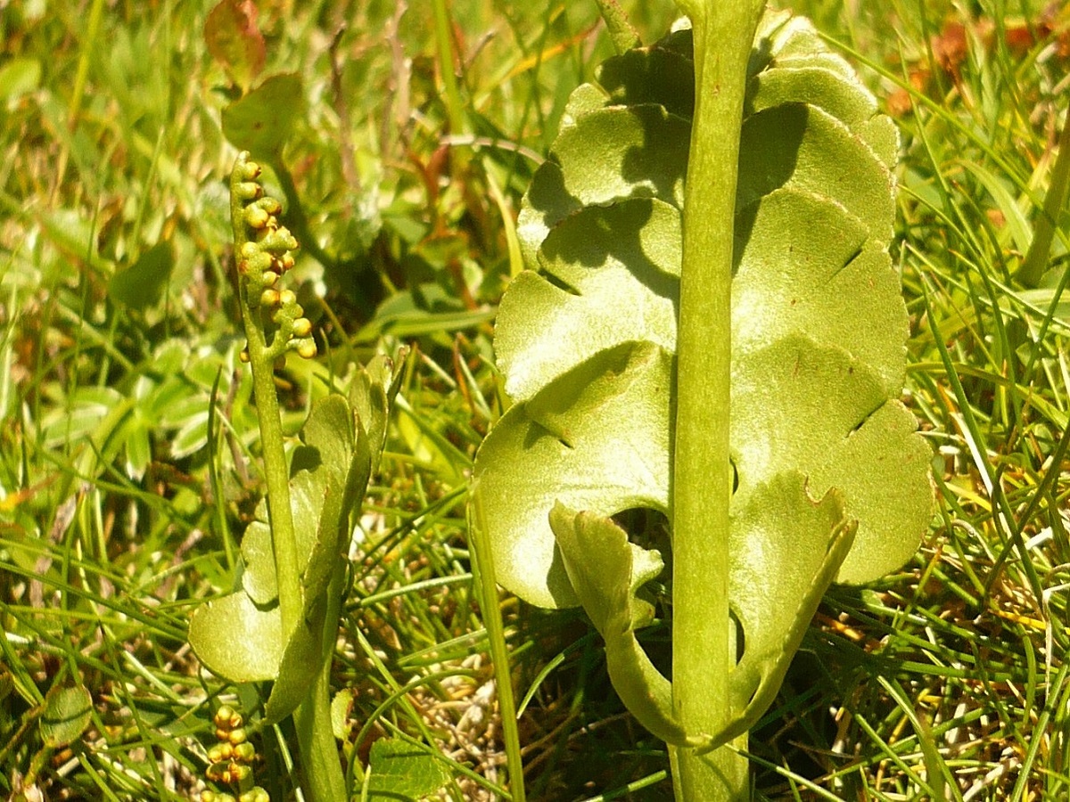 Botrychium lunaria (Ophioglossaceae)